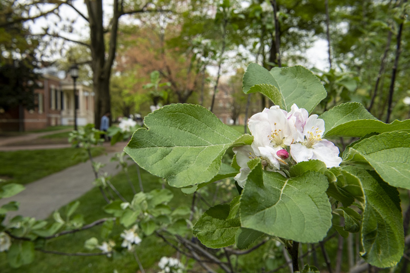 Close-up of an apple blossom with Homewood Museum visible in the background.